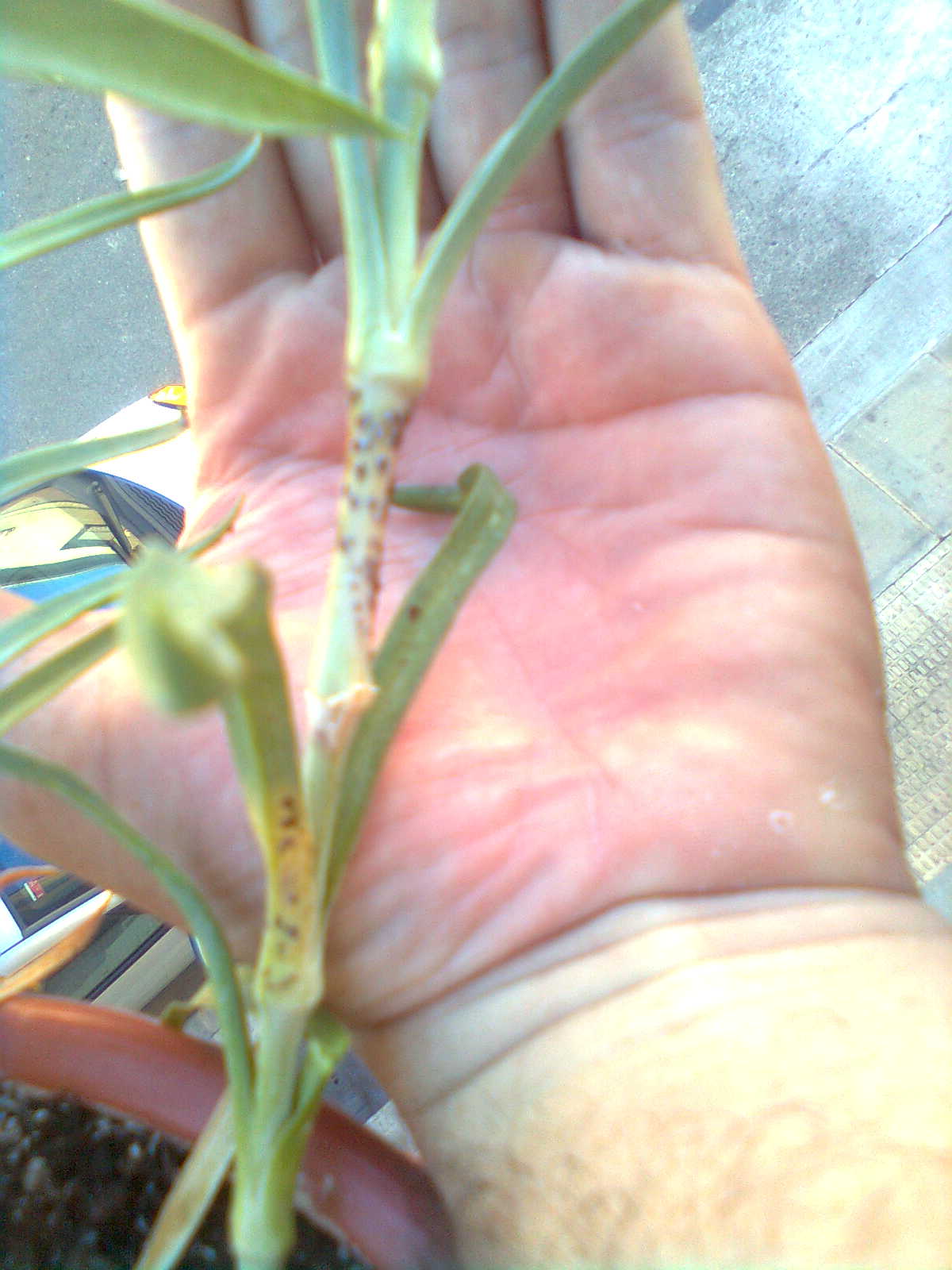 [Foto de planta, jardin, jardineria]