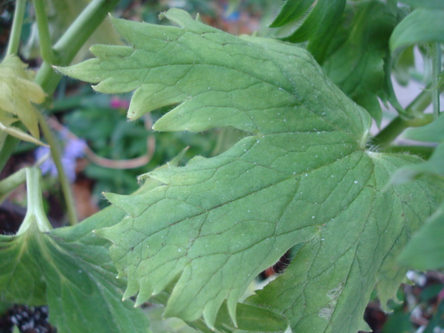 [Foto de planta, jardin, jardineria]