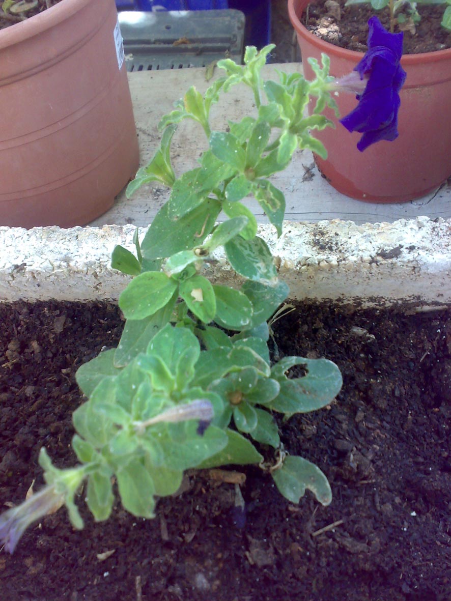 [Foto de planta, jardin, jardineria]