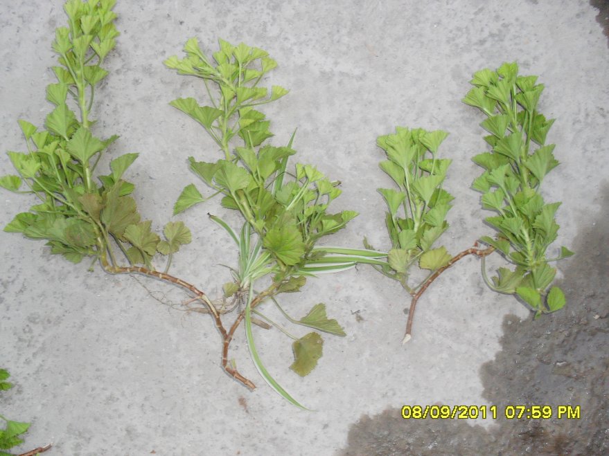 [Foto de planta, jardin, jardineria]