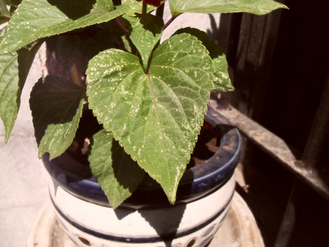 [Foto de planta, jardin, jardineria]