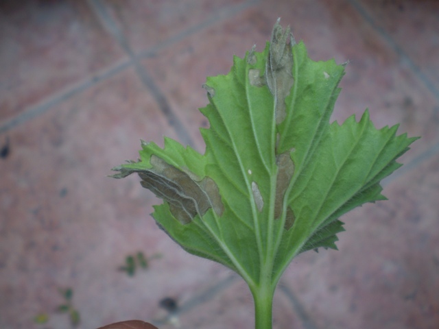 [Foto de planta, jardin, jardineria]