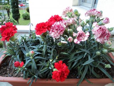 [Foto de planta, jardin, jardineria]