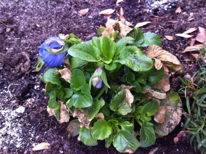 [Foto de planta, jardin, jardineria]