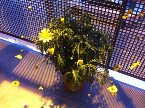 [Foto de planta, jardin, jardineria]