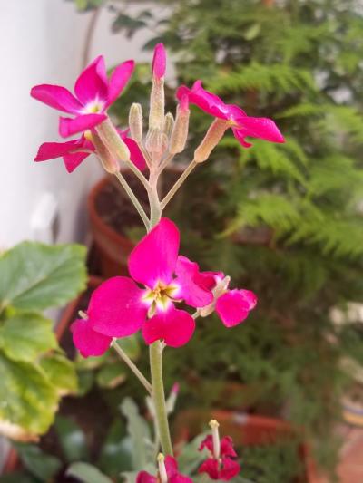 [Foto de planta, jardin, jardineria]