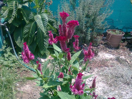 [Foto de planta, jardin, jardineria]