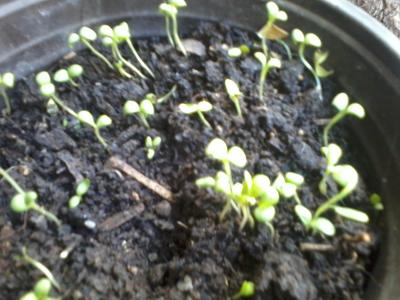 [Foto de planta, jardin, jardineria]