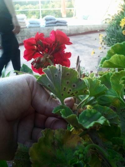 [Foto de planta, jardin, jardineria]
