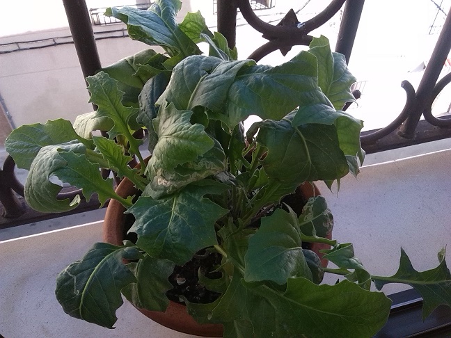 [Foto de planta, jardin, jardineria]
