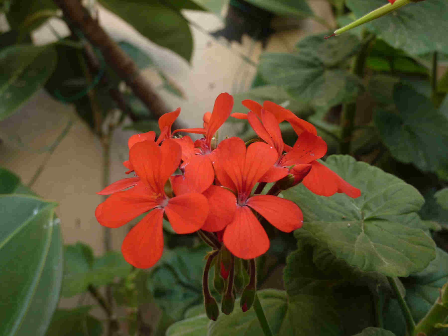 [Foto de planta, jardin, jardineria]