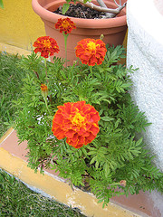 [Foto de planta, jardin, jardineria]
