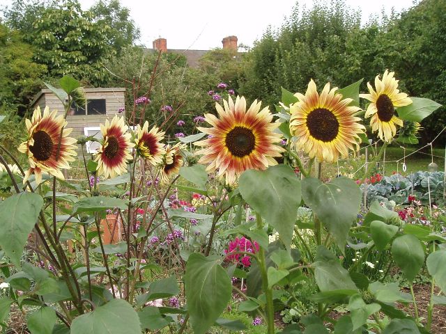 [Foto de planta, jardin, jardineria]