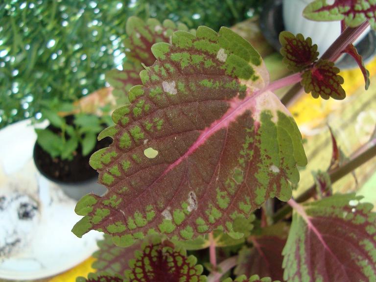 [Foto de planta, jardin, jardineria]