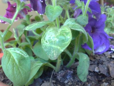 [Foto de planta, jardin, jardineria]