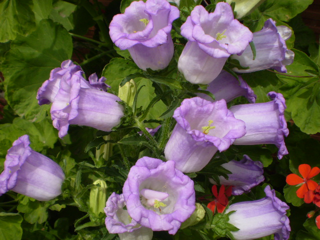 [Foto de planta, jardin, jardineria]