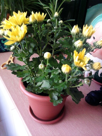 [Foto de planta, jardin, jardineria]