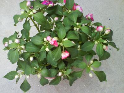 [Foto de planta, jardin, jardineria]