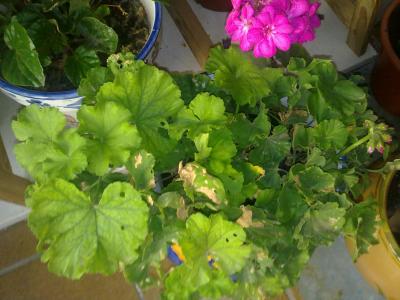 [Foto de planta, jardin, jardineria]