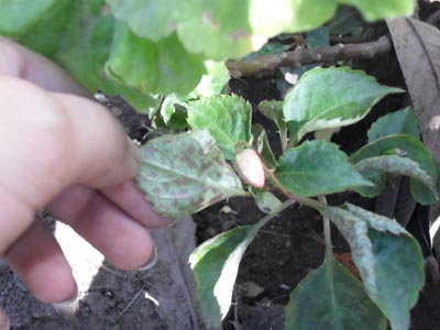 [Foto de planta, jardin, jardineria]