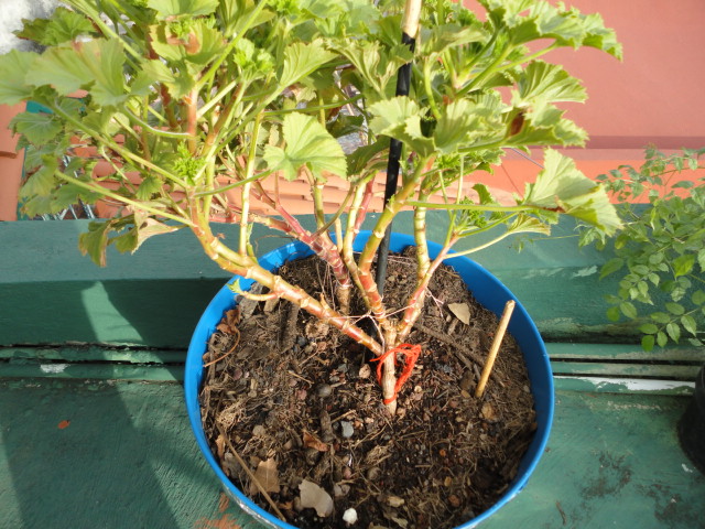 [Foto de planta, jardin, jardineria]