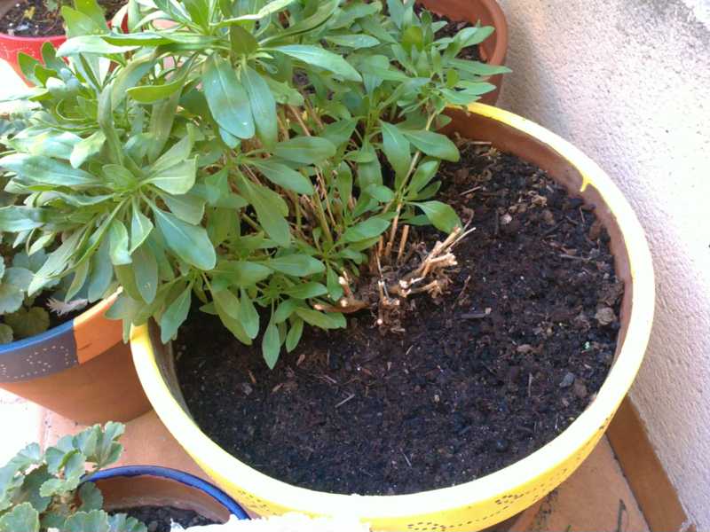 [Foto de planta, jardin, jardineria]