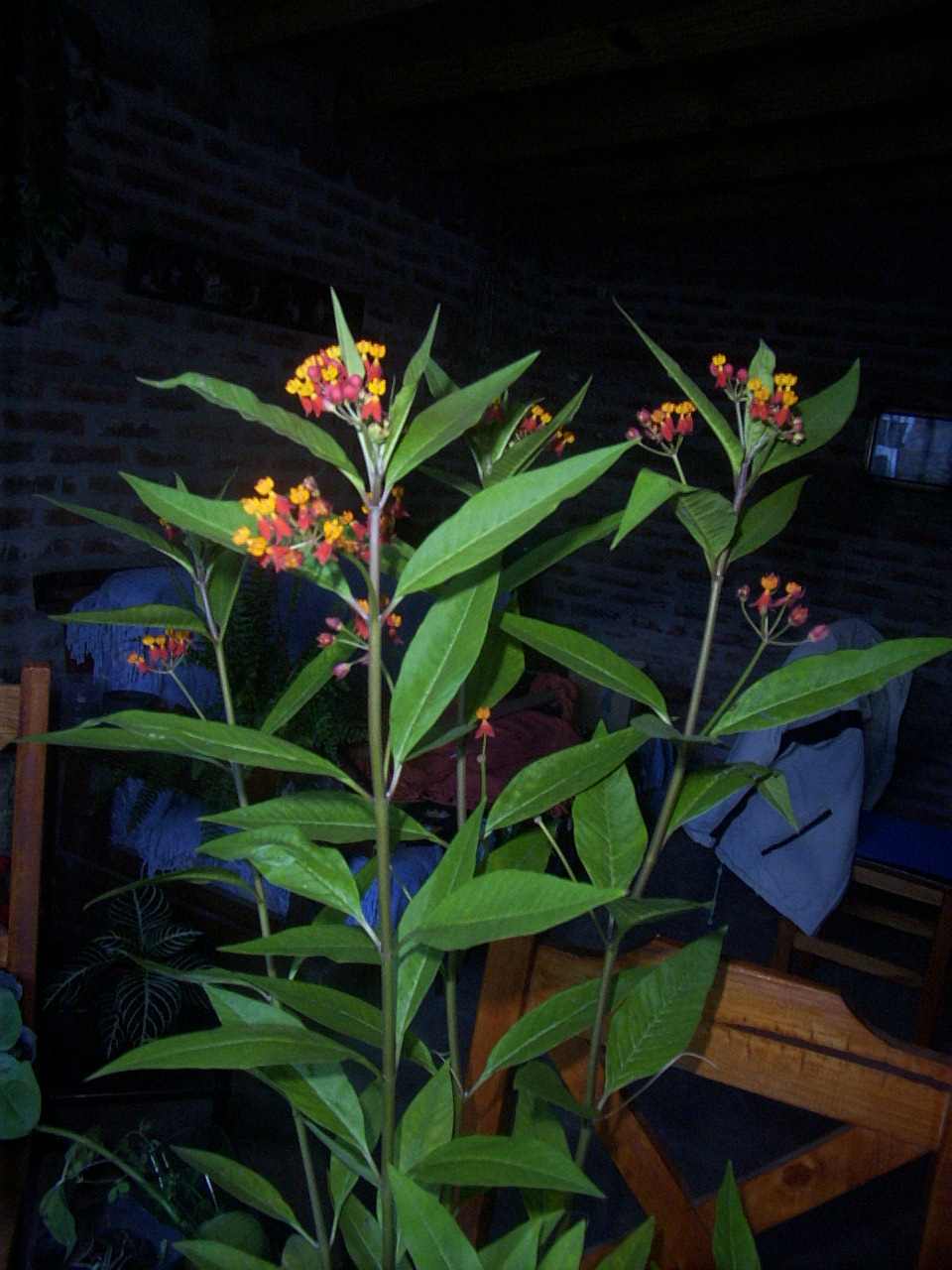 [Foto de planta, jardin, jardineria]