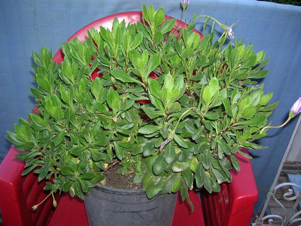 [Foto de planta, jardin, jardineria]