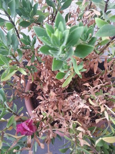 [Foto de planta, jardin, jardineria]