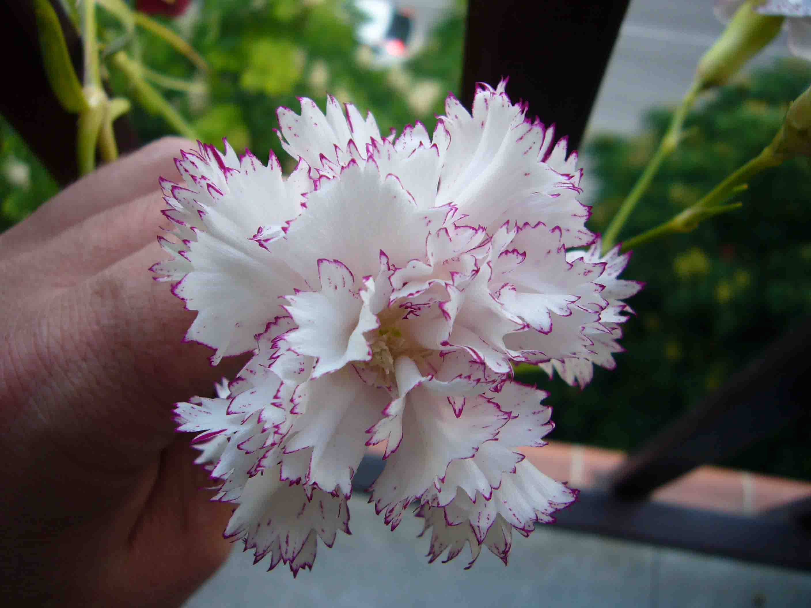 [Foto de planta, jardin, jardineria]