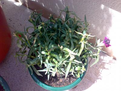 [Foto de planta, jardin, jardineria]