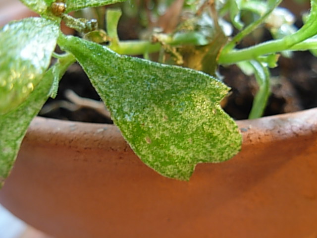 [Foto de planta, jardin, jardineria]