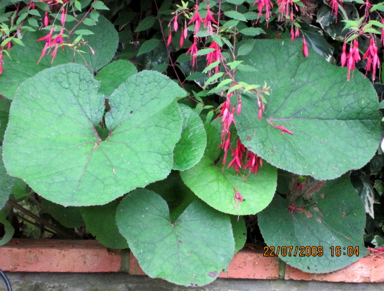 [Foto de planta, jardin, jardineria]