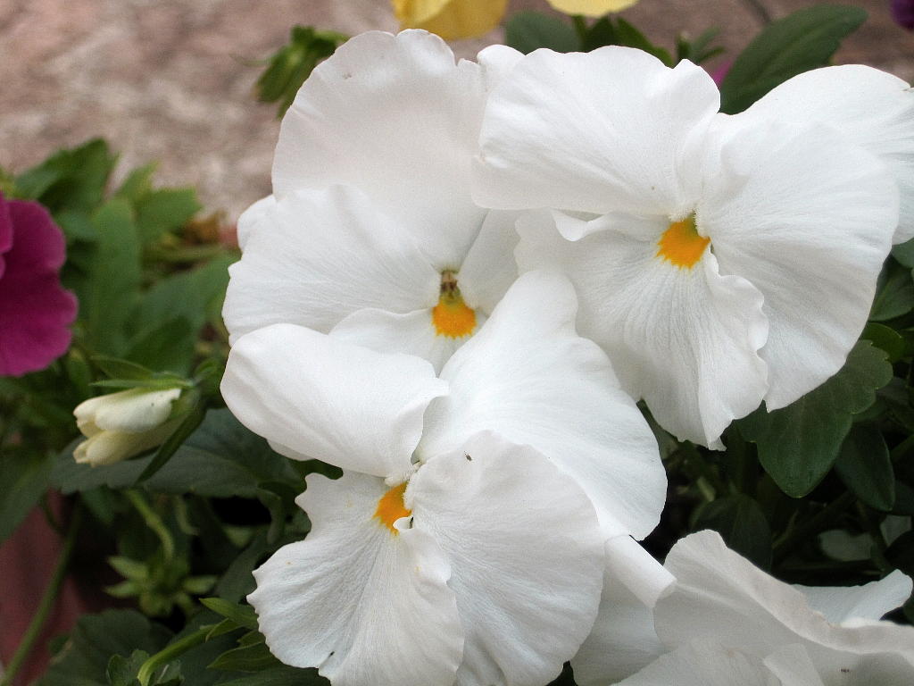 [Foto de planta, jardin, jardineria]