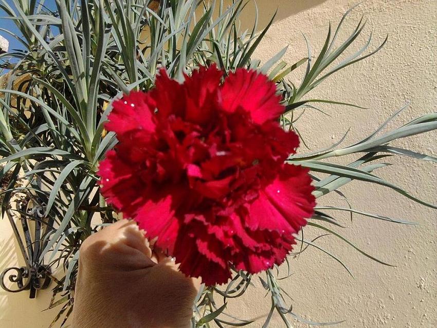 [Foto de planta, jardin, jardineria]