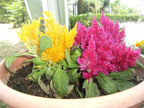 [Foto de planta, jardin, jardineria]
