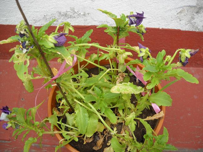 [Foto de planta, jardin, jardineria]