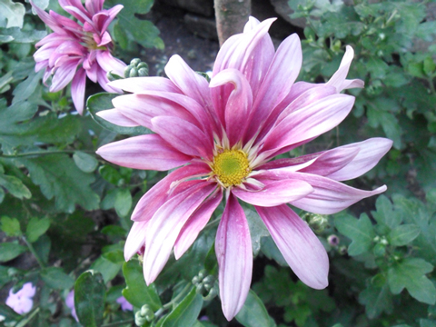 [Foto de planta, jardin, jardineria]