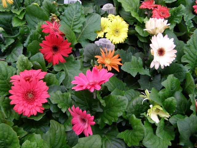 [Foto de planta, jardin, jardineria]