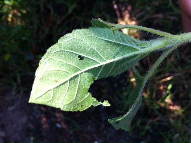 [Foto de planta, jardin, jardineria]