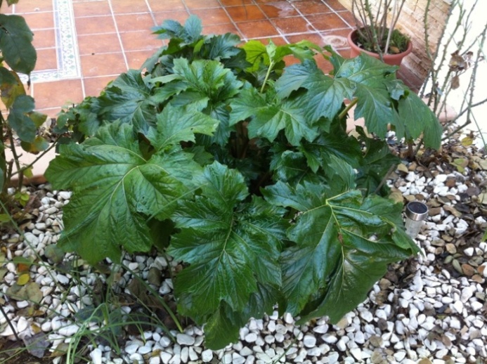 [Foto de planta, jardin, jardineria]