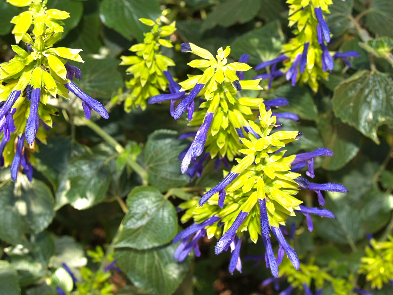 [Foto de planta, jardin, jardineria]