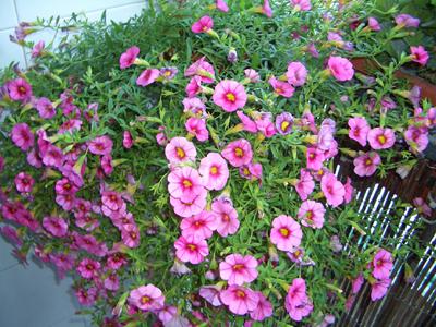 [Foto de planta, jardin, jardineria]