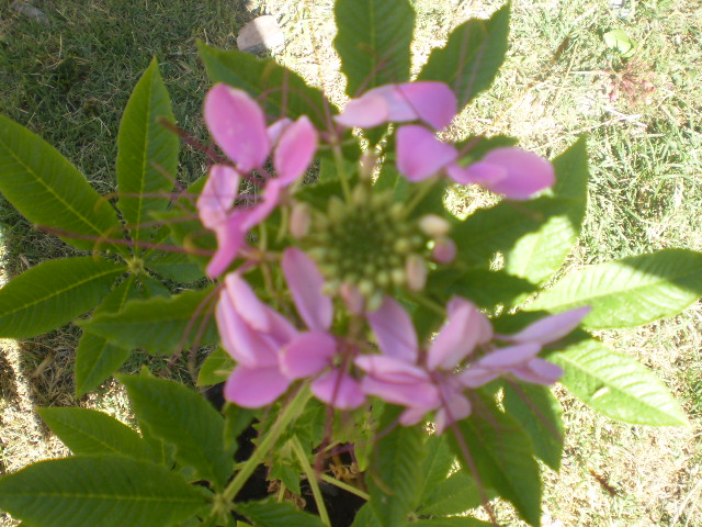 [Foto de planta, jardin, jardineria]