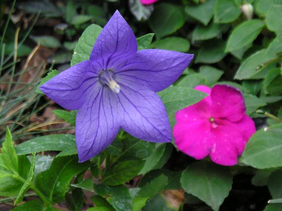 [Foto de planta, jardin, jardineria]
