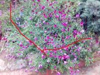 [Foto de planta, jardin, jardineria]