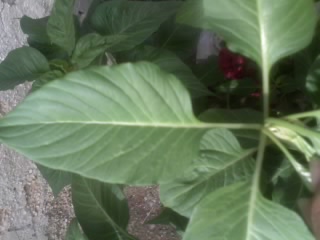 [Foto de planta, jardin, jardineria]