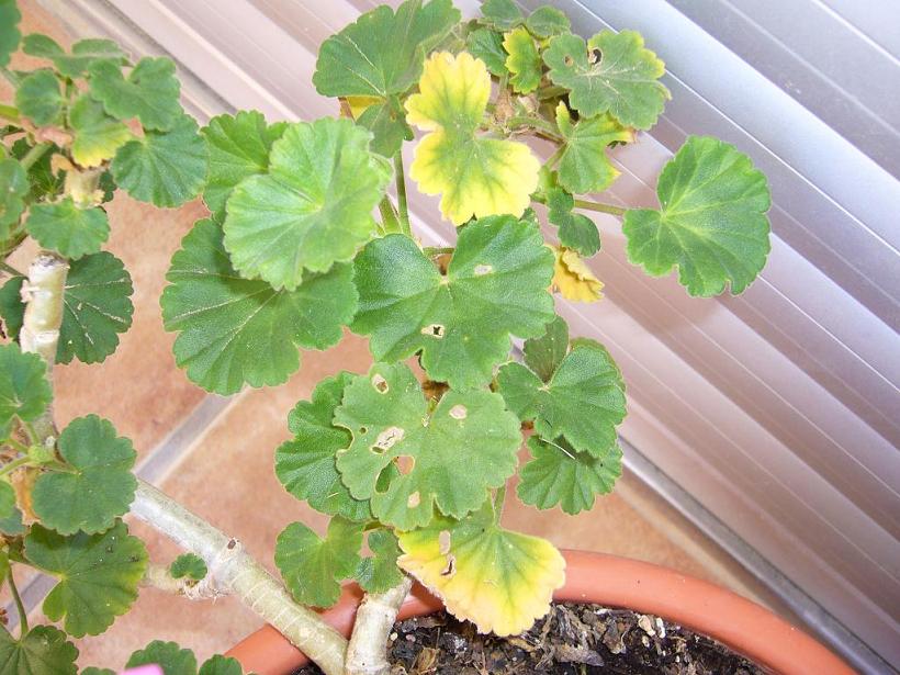[Foto de planta, jardin, jardineria]