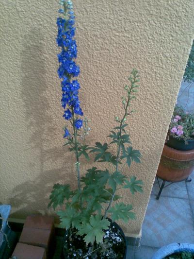 [Foto de planta, jardin, jardineria]