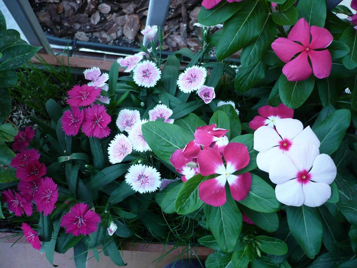 [Foto de planta, jardin, jardineria]